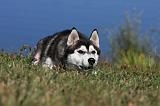 SIBERIAN HUSKY 516